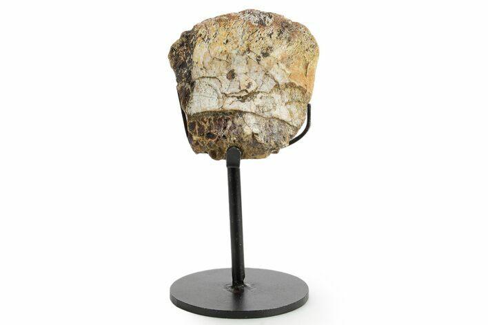 Fossil Theropod Vertebra Section w/ Metal Stand - Colorado #363569